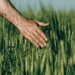 Capital de lucru agricol